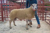 Lot 52 Sold for £800 from Messrs Wales Thackwood